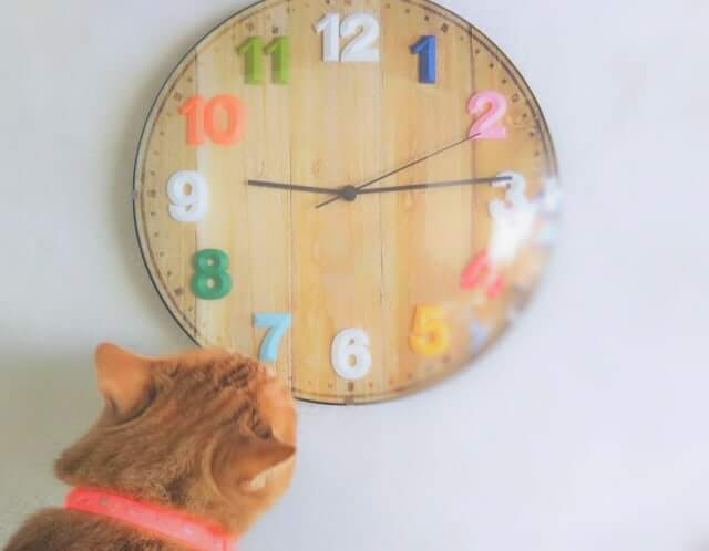 時間を気にする猫。